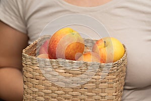 Basket of Fresh Apples in Female Hands. Close-up of hands holding a basket full of ripe apples