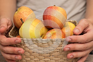 Basket of Fresh Apples in Female Hands. Close-up of hands holding a basket full of ripe apples