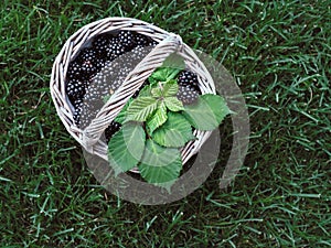 Basket of fresh blackberries with green leaves on green grass. Overhead shot.