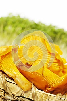 Basket With Fresh Chanterelles