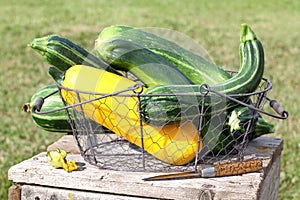 Basket with fresh courgette (zucchini)