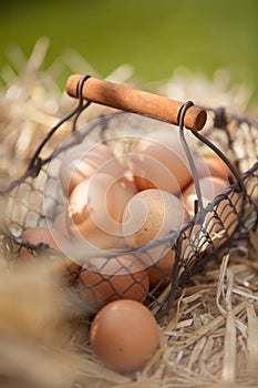 Basket of fresh eggs on the farm