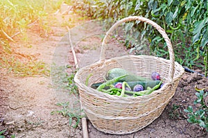 Basket with fresh fruits and vegetables placed on the ground in an agricultural field. Still life shot of a basket