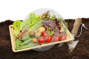 Basket of fresh garden produce