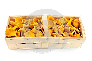 basket with fresh golden chanterelles on white isolated background