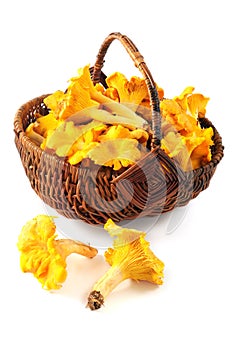 basket with fresh golden chanterelles on white isolated background