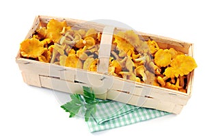 basket with fresh golden chanterelles on white isolated background