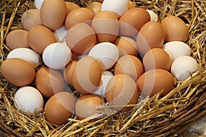 Basket with fresh hen eggs in the farm of organic produce