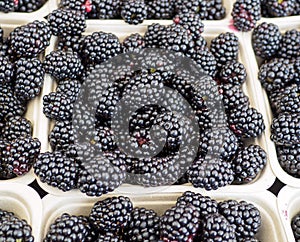 Basket of Fresh Juicy Organic Blackberries