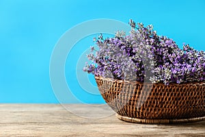 Basket with fresh lavender flowers on wooden  against blue background. Space for text