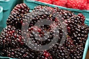 Basket of fresh Marionberries