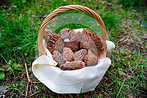 Basket Of fresh Morel Mushrooms