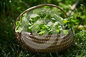 Basket with fresh orache