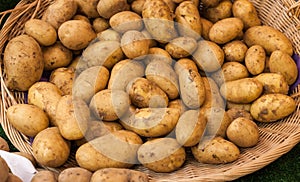 Basket of Fresh Potatoes