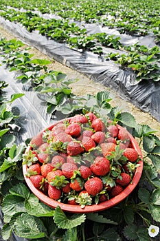 A basket of fresh red strawberries