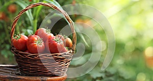 Basket of fresh, red tomatoes and garden