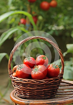 Basket of fresh, red tomatoes and garden