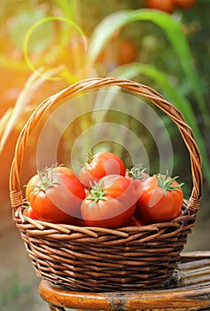 Basket of fresh, red tomatoes and garden