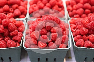 Basket of Fresh, Ripe, Juicy Organic Raspberries