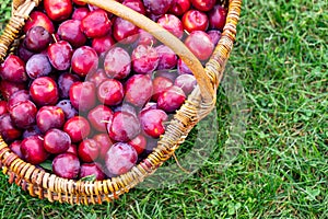 basket of fresh ripe plums on a green grass