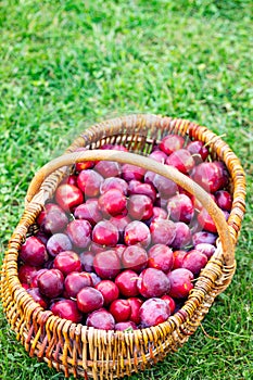 basket of fresh ripe plums on a green grass