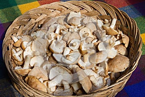 Basket with Fresh St. George Mushrooms photo