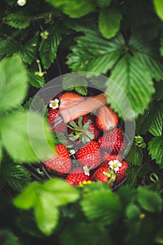 Basket of fresh Strawberry in Garden