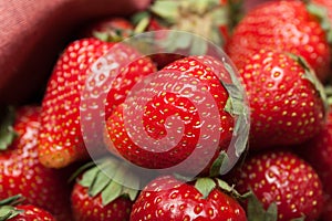 Basket of fresh strawberry harvest, bio dessert delicious