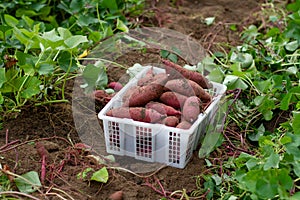 Basket of fresh sweet potato on soil after harvest