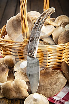 Basket with fresh thistle mushrrom