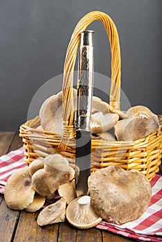 Basket with fresh thistle mushrrom