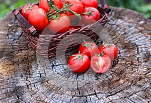 Basket with fresh tomatoes on wooden background. Outdoor, in the garden, on the farm