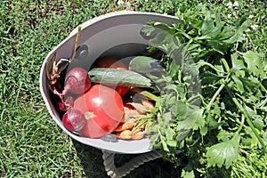 Basket of fresh vegetables from the farmer`s market. Veggies