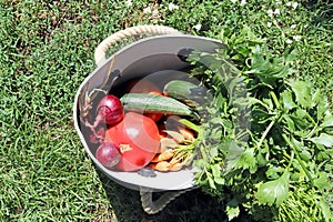 Basket of fresh vegetables from the farmer`s market. Veggies