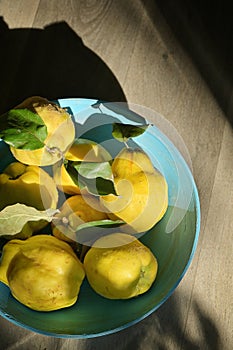 Basket With Freshly Harvested Quinces Cydonia Oblonga