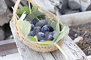 Basket with freshly picked figs