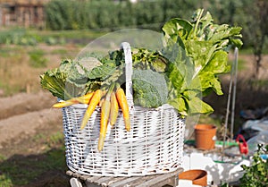 Basket of freshly picked vegetables
