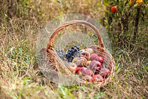 Basket with fruit on a green grass