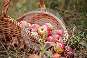 Basket with fruit on a green grass