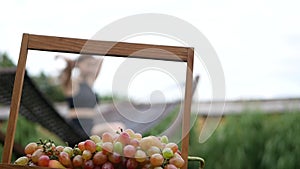 basket of fruits background of woman riding a hammock