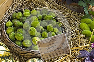 Basket with fruits of cucumber fibrillar Cucumis myriocarpus.