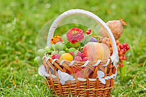 Basket with fruits in nature,Organic fruit in basket in summer grass. Fresh grapes, pears and apples in nature