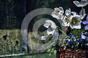 basket full of beautiful colorful flowers windflower, slender speedwell, threadstalk speedwell
