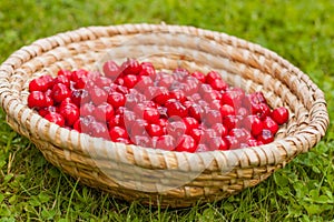 A basket full of bright red freshly picked early sweet cherries