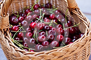 A basket full of bright red freshly picked early sweet cherries