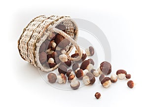 Basket full of cepe mushrooms overturned photo