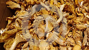 Basket Full Of Chanterelles