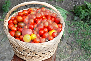 Basket full with cherry tomatoes