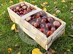 Basket full of chestnuts