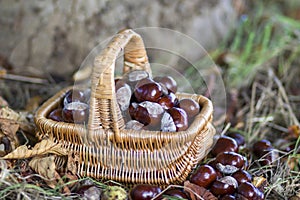 basket full of chestnuts